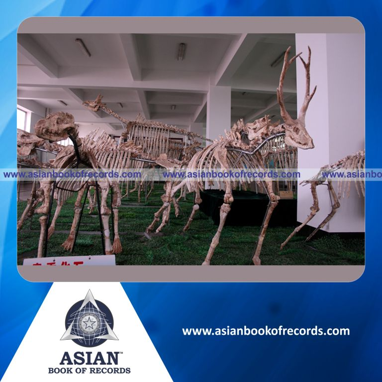 Largest Dinosaurs Museum