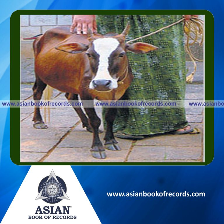 Shortest Cow
